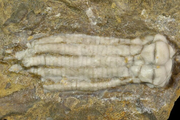 Fossil Crinoid (Scytalocrinus) - Crawfordsville, Indiana #118950